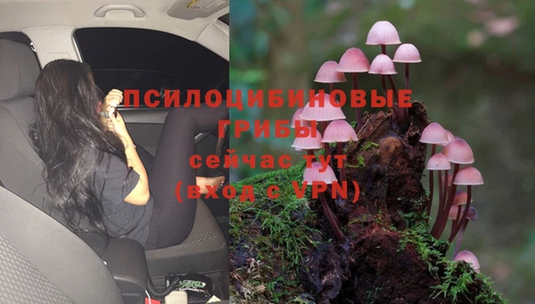 прущие грибы Новодвинск